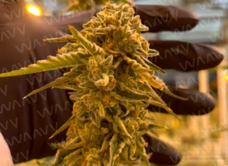 Waavy Premium Indoor Flower: New York’s Finest, Elevated to a Cosmic Level