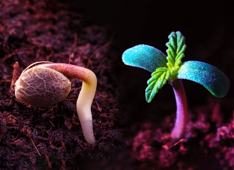From Seed to Sensation: The Waavy Way to Grow Indoor Flowers