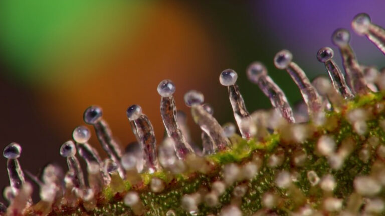 The Waavy Sensory Test: How to Judge High Quality Flower Like a Pro