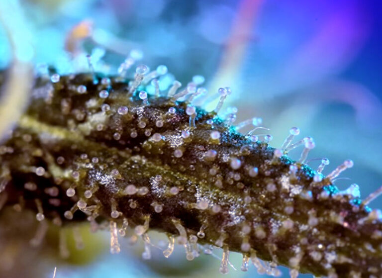 The Flavor Spectrum: How Waavy Indoor Flower Unlocks Full Terpene Potential