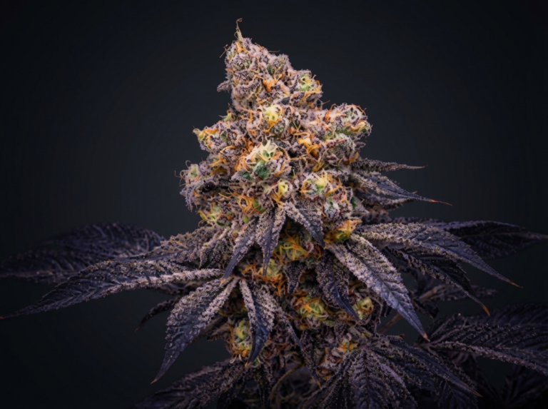 Waavy Premium Indoor Flower A New Standard in Flavor, Feel, and Craft