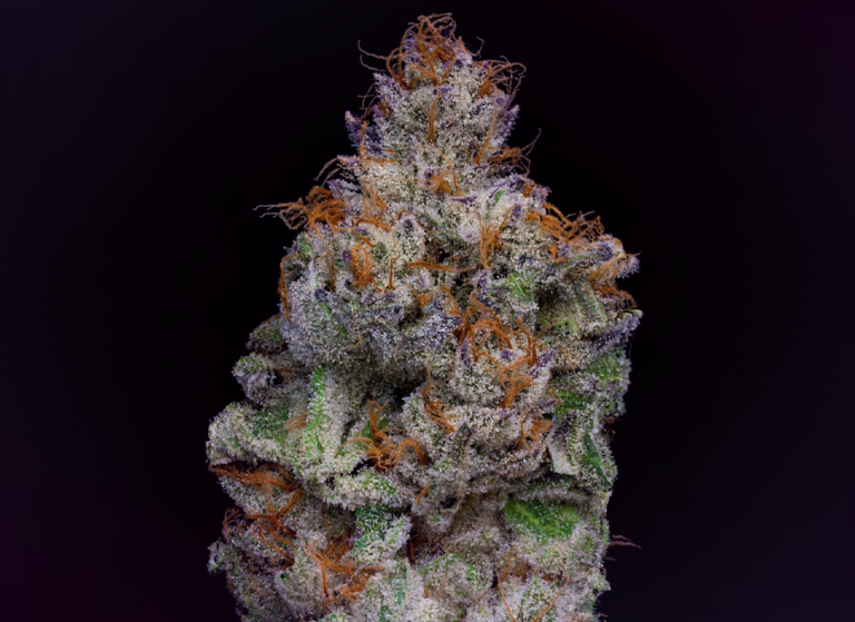 White Durban – Premium Indoor Flower