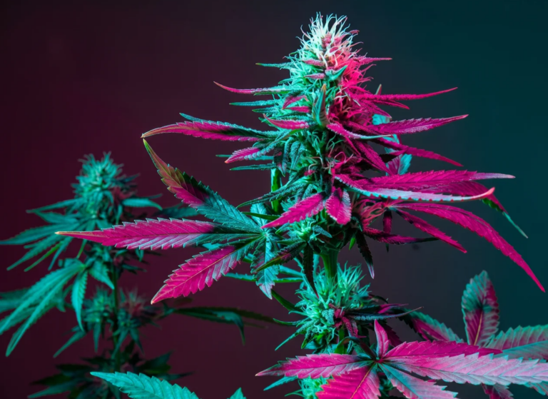 Why Some Flower Hits Harder at Lower THC