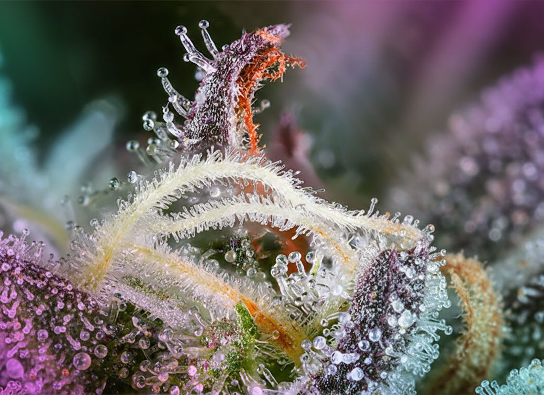 WAAVY-5-Ways-to-Tell-If-Cannabis-Is-Truly-High-Quality