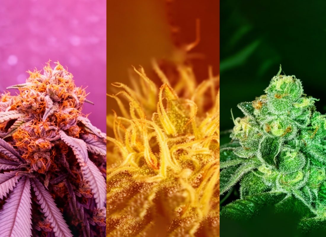 WAAVY-Indica,-Sativa,-Hybrid-What-really-matters