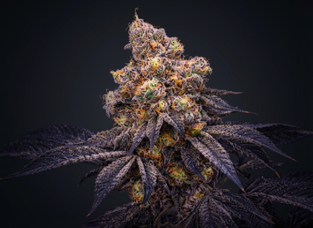 WAAVY Premium Indoor Flower