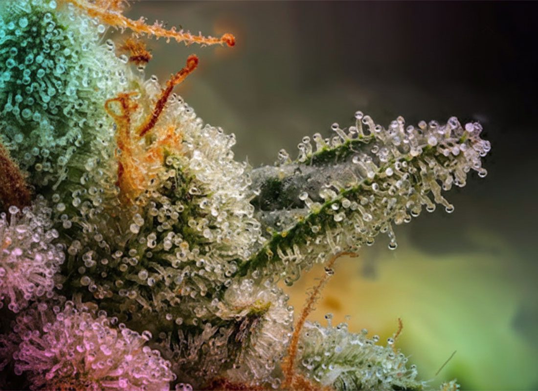 WAAVY-Why-THC-Percentage-Isnt-the-Whole-Story