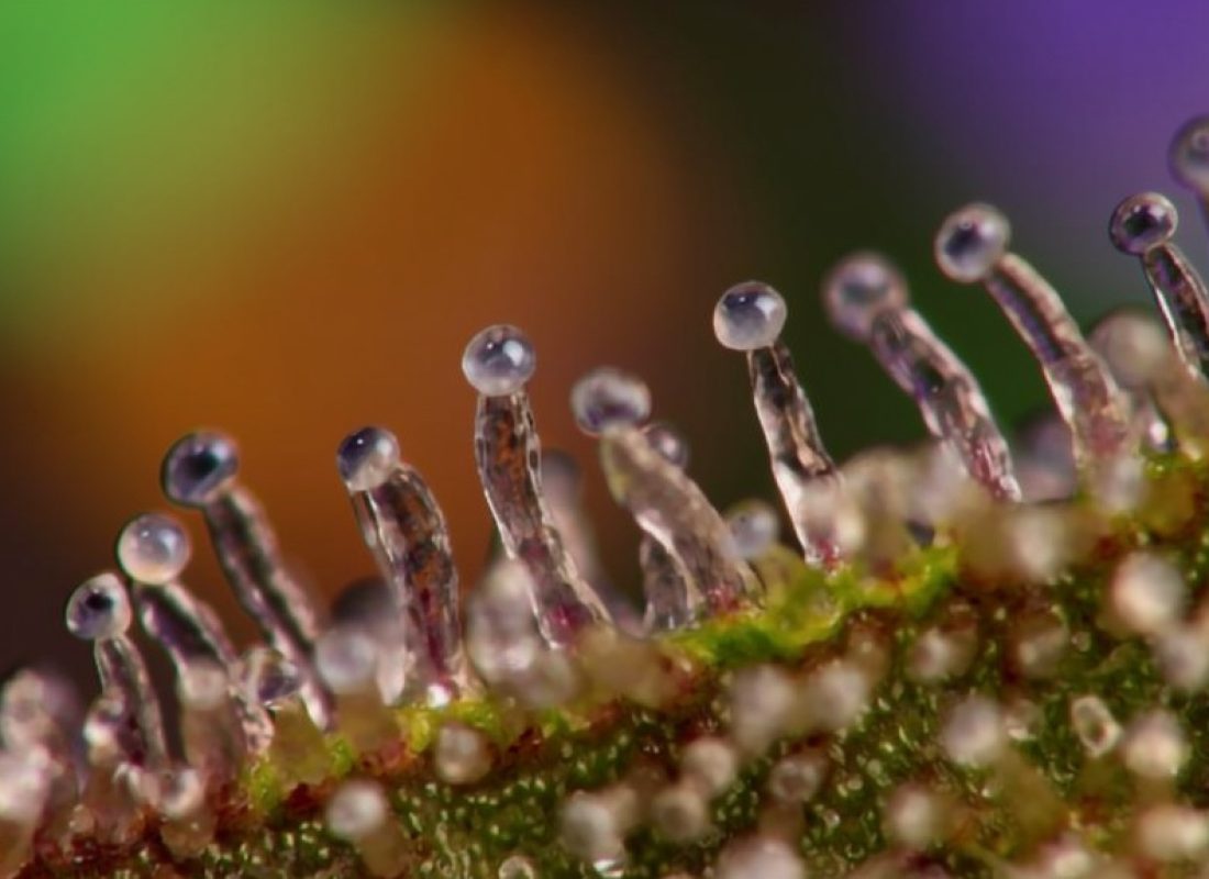WAAVY-macro grow